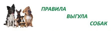 Правила выгула собак.
